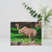 Carte Postale Cheetah Acinonyx Jubatus (Debout devant)