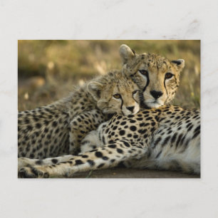 Carte Postale Cheetah, Acinonyx jubatus, avec petit dans le Masa