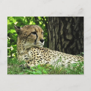 Carte Postale Cheetah (Acinonyx Jubatus) Dans La Jungle