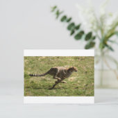 Carte Postale Cheetah (Acinonyx jubatus) galop complet (Debout devant)