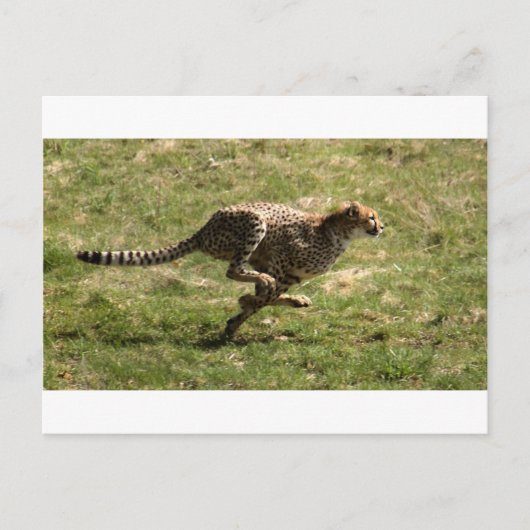 Carte Postale Cheetah (Acinonyx jubatus) galop complet (Devant)