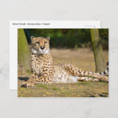 Carte Postale Cheetah africain allongé sur terre (Devant / Derrière)