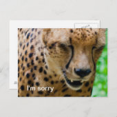 Carte Postale Cheetah apologétique (Devant / Derrière)
