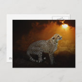 Carte Postale Cheetah au coucher du soleil (Devant / Derrière)
