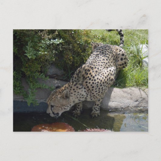Carte Postale cheetah-b-1 (Devant)