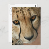 Carte postale Cheetah Cat (Devant / Derrière)
