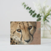 Carte postale Cheetah Cat (Debout devant)