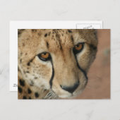 Carte postale Cheetah Cat (Devant / Derrière)