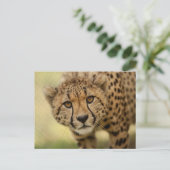 Carte postale Cheetah Cub (Debout devant)