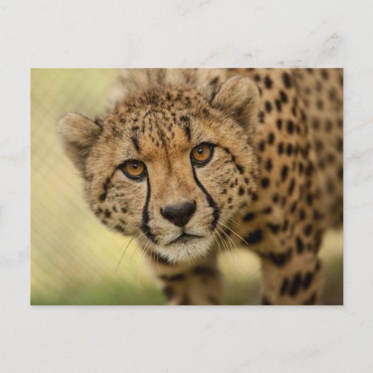 Carte postale Cheetah Cub (Devant)