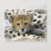 Carte Postale Cheetah Cub (Devant)
