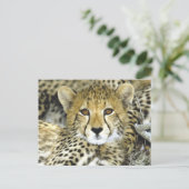 Carte Postale Cheetah Cub 2 (Debout devant)