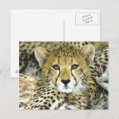 Carte Postale Cheetah Cub 2 (Devant / Derrière)