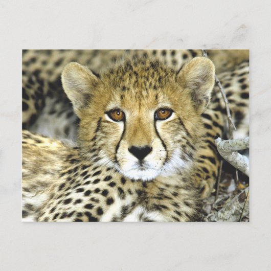 Carte Postale Cheetah Cub 2 (Devant)