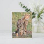 Carte Postale Cheetah Cub Vous Regarde En Chemin. (Debout devant)