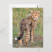 Carte Postale Cheetah Cub Vous Regarde En Chemin. (Devant / Derrière)