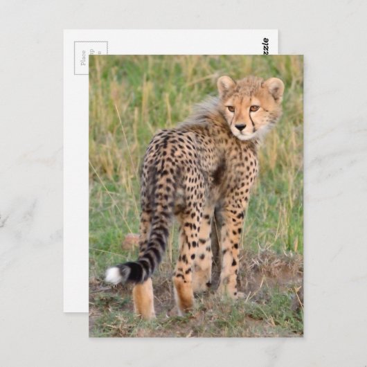 Carte Postale Cheetah Cub Vous Regarde En Chemin. (Devant / Derrière)