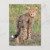 Carte Postale Cheetah Cub Vous Regarde En Chemin. (Devant)