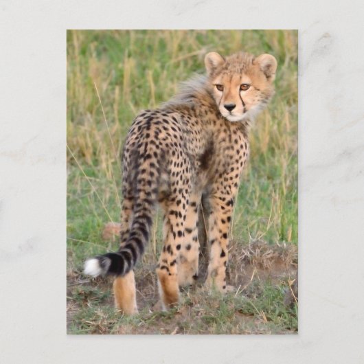 Carte Postale Cheetah Cub Vous Regarde En Chemin. (Devant)