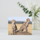 Carte Postale Cheetah Cubs (Debout devant)