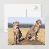 Carte Postale Cheetah Cubs (Devant / Derrière)