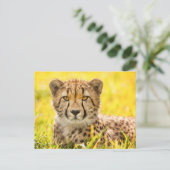Carte Postale Cheetah dans l'herbe (Debout devant)