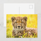 Carte Postale Cheetah dans l'herbe (Devant / Derrière)