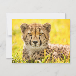 Carte Postale Cheetah dans l'herbe