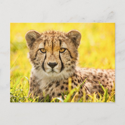 Carte Postale Cheetah dans l'herbe (Devant)