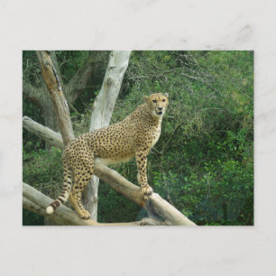 Carte Postale Cheetah debout Sur La Branche De L'Arbre