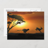 Carte postale Cheetah et Gazelle (Devant / Derrière)
