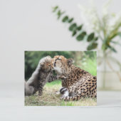 Carte Postale Cheetah femelle & Cub (Debout devant)
