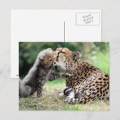 Carte Postale Cheetah femelle & Cub (Devant / Derrière)