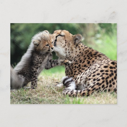 Carte Postale Cheetah femelle & Cub (Devant)