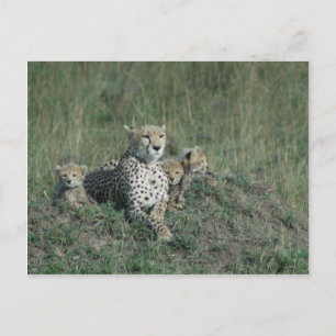 Carte postale Cheetah Maman et ses trois petits
