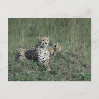 Carte postale Cheetah Maman et ses trois petits