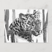 Carte Postale Cheetah Portrait (Devant)