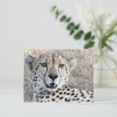 Carte Postale Cheetah Portrait (Debout devant)