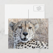 Carte Postale Cheetah Portrait (Devant / Derrière)