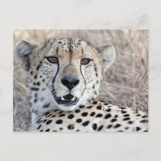 Carte Postale Cheetah Portrait (Devant)