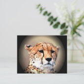 Carte Postale Cheetah Portrait par Pleine lune : La grâce de la (Debout devant)