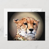 Carte Postale Cheetah Portrait par Pleine lune : La grâce de la (Devant / Derrière)