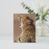 Carte Postale Cheetah pourrait effrayer un lion (Debout devant)