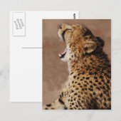 Carte Postale Cheetah pourrait effrayer un lion (Devant / Derrière)