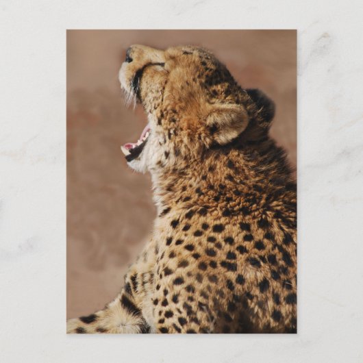 Carte Postale Cheetah pourrait effrayer un lion (Devant)