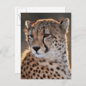 Carte Postale Cheetah regarde loin (Devant / Derrière)