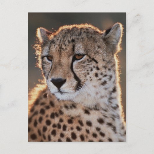 Carte Postale Cheetah regarde loin (Devant)
