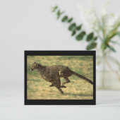 Carte Postale Cheetah Run (Debout devant)