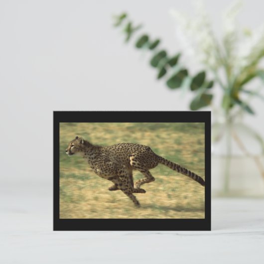 Carte Postale Cheetah Run (Debout devant)