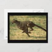 Carte Postale Cheetah Run (Devant / Derrière)
